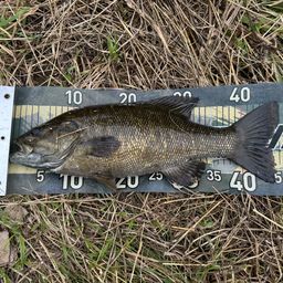 スモールマウスバス