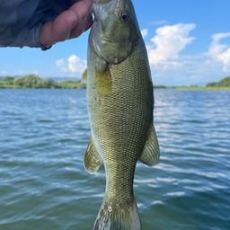 スモールマウスバス