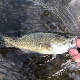 スモールマウスバス