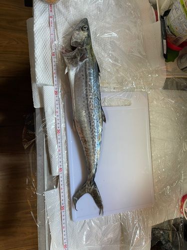 サゴシの釣果