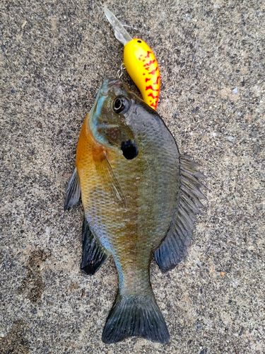 ブルーギルの釣果