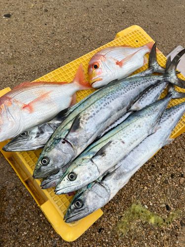 タイの釣果