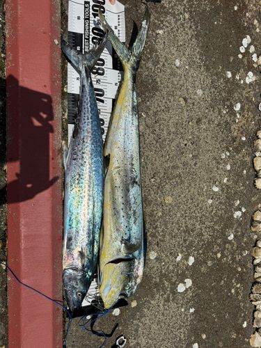 シイラの釣果