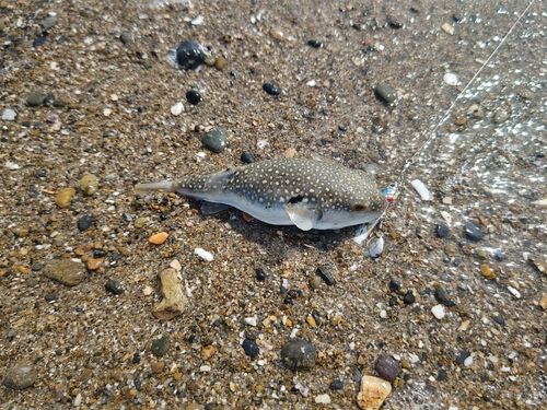 フグの釣果