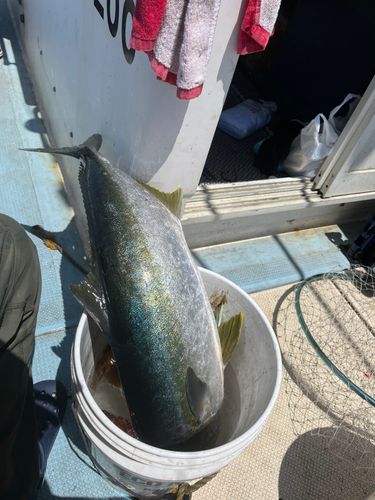 ヒラマサの釣果