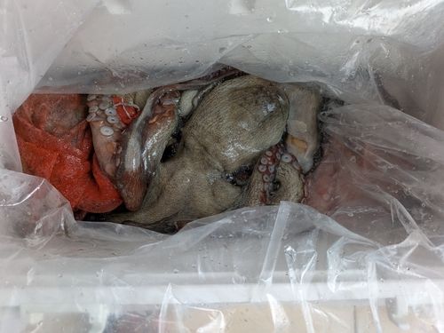 マダコの釣果