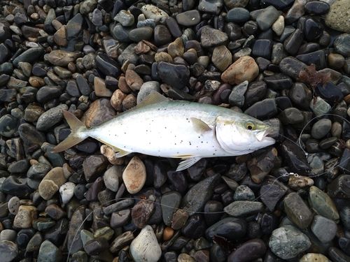 ツバスの釣果