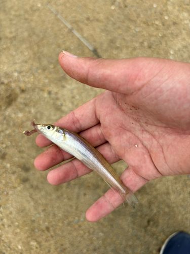 キスの釣果