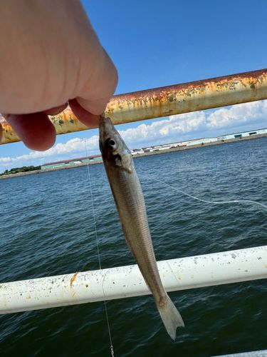 キスの釣果