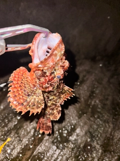 オニカサゴの釣果