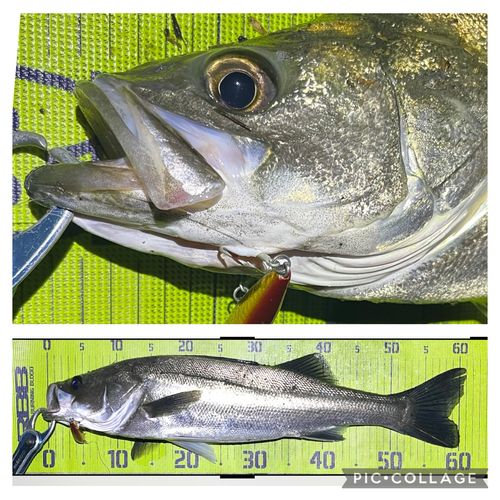 シーバスの釣果