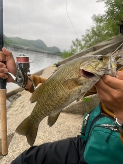 スモールマウスバスの釣果