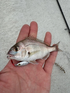 チダイの釣果
