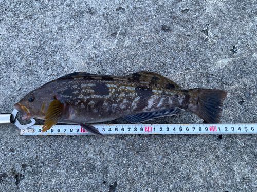 アイナメの釣果