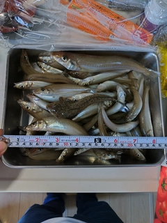 キスの釣果