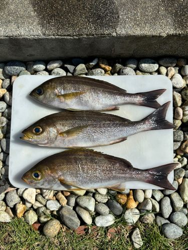 イサキの釣果