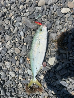 ワカシの釣果