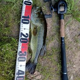 ラージマウスバス