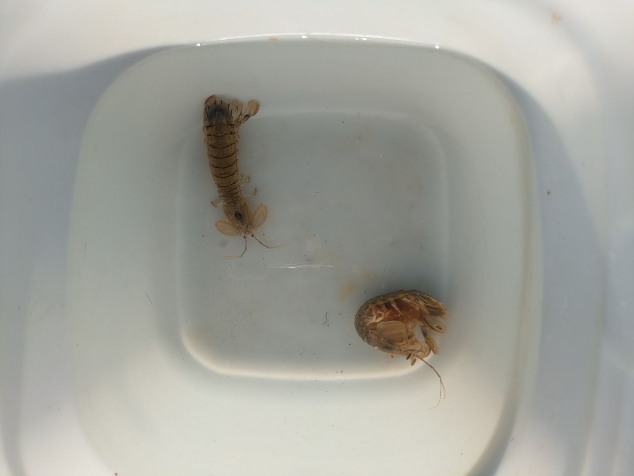 シャコ