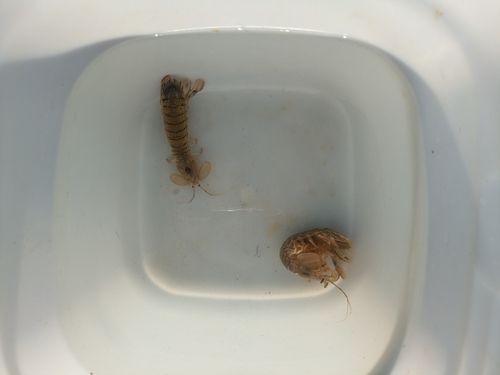 シャコの釣果