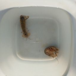 シャコ