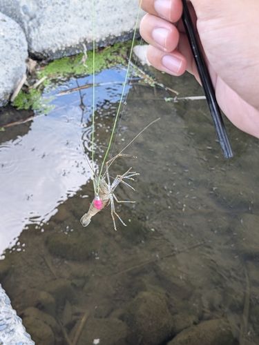 テナガエビの釣果