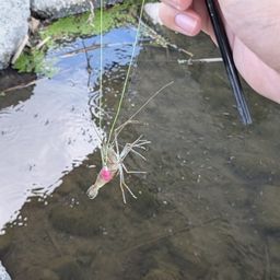 テナガエビ