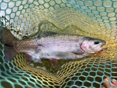 ニジマスの釣果