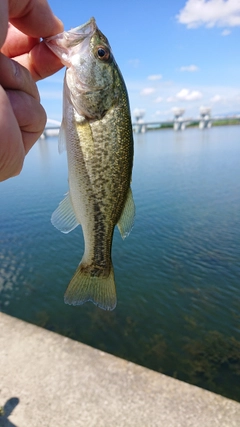 ラージマウスバスの釣果