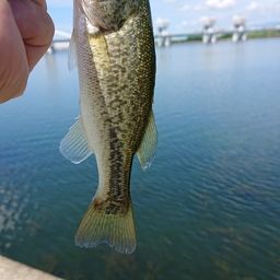 ラージマウスバス