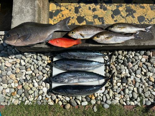ベラの釣果