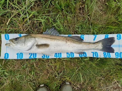 タナゴ釣り　江戸川60 タナゴ釣り 江戸川60 櫻井釣漁具 江戸川たなご竿の通信販売