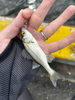 スズキの釣果