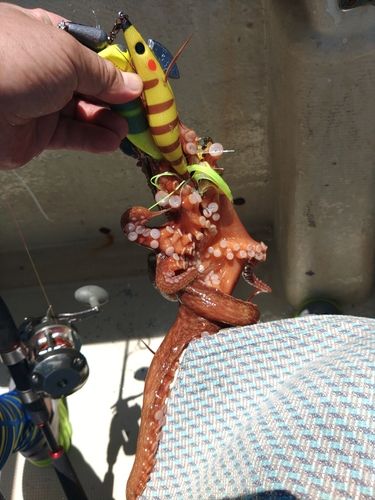 タコの釣果