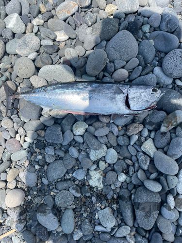 ソウダガツオの釣果