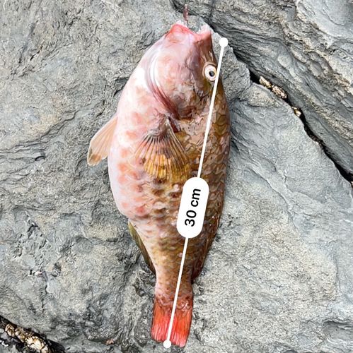 イガミの釣果