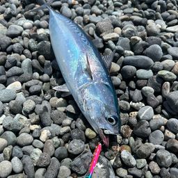 ソウダガツオ