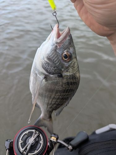 チンチンの釣果