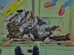 カレイの釣果