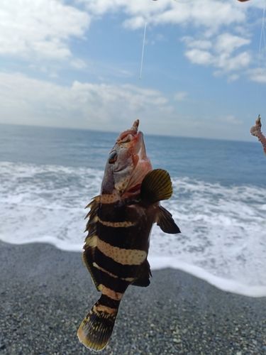 アオハタの釣果