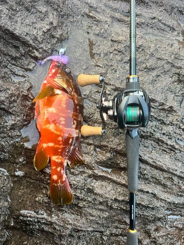 アカハタの釣果