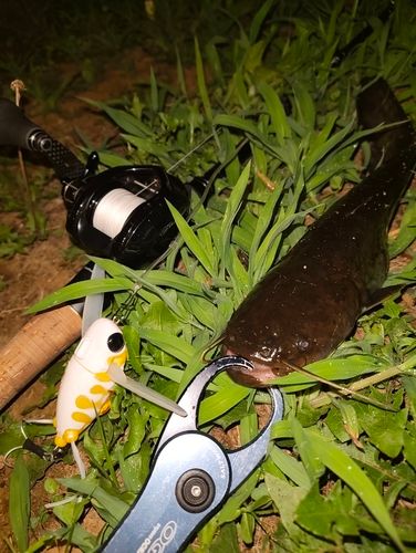 ナマズの釣果