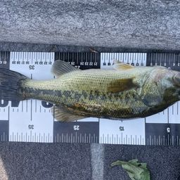 ラージマウスバス