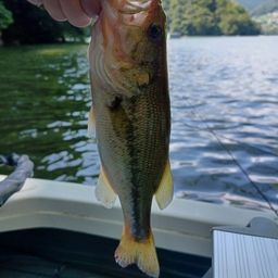 ラージマウスバス