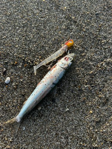 マイワシの釣果
