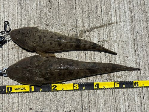 マゴチの釣果