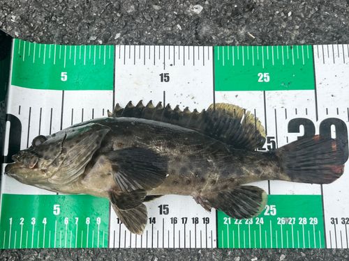 チャイロマルハタの釣果