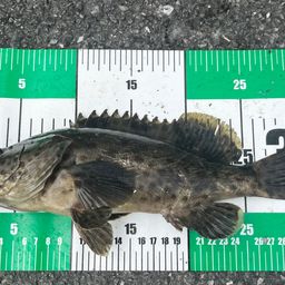 チャイロマルハタ