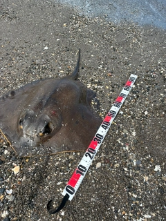 シタビラメの釣果
