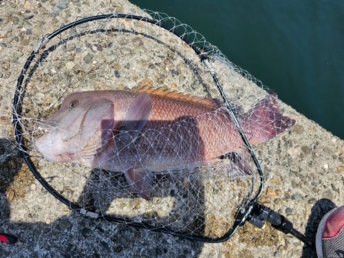 コブダイの釣果